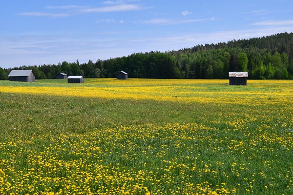 Veld met gele bloemen in de omgeving van Umeå, Zweden